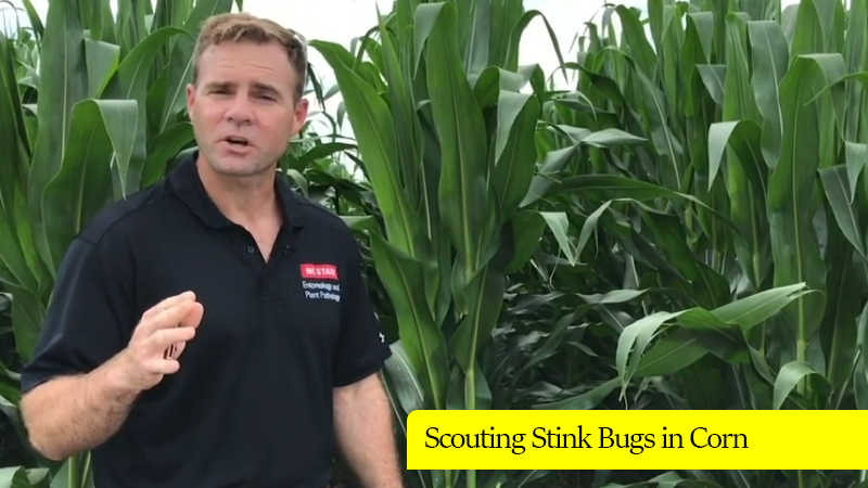 Dr. Dominic Reisig- Scouting Stink Bugs in Corn