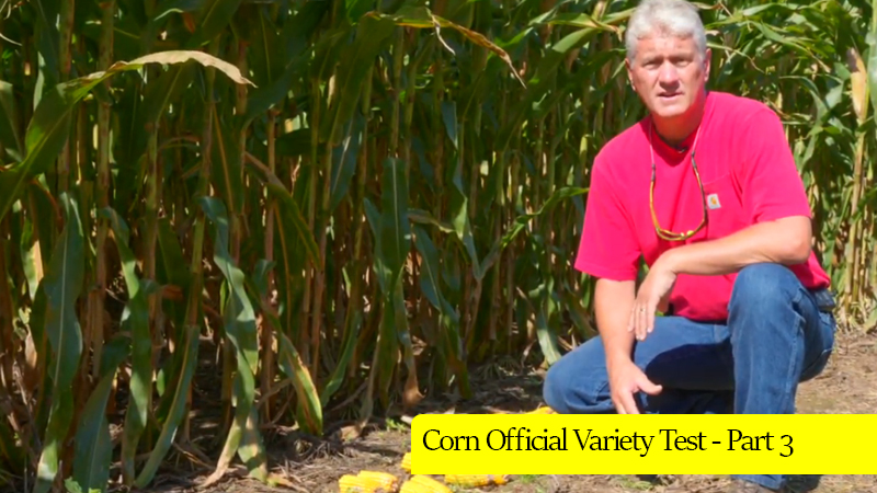 Corn Official Variety Test - Part 3