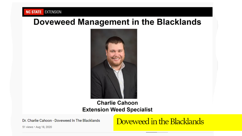 Dr. Charlie Cahoon - Doveweed In The Blacklands