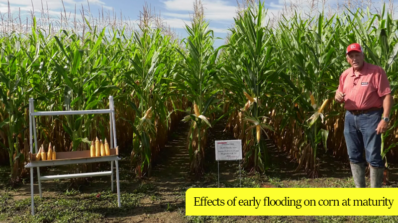 Effects of early flooding on corn at maturity
