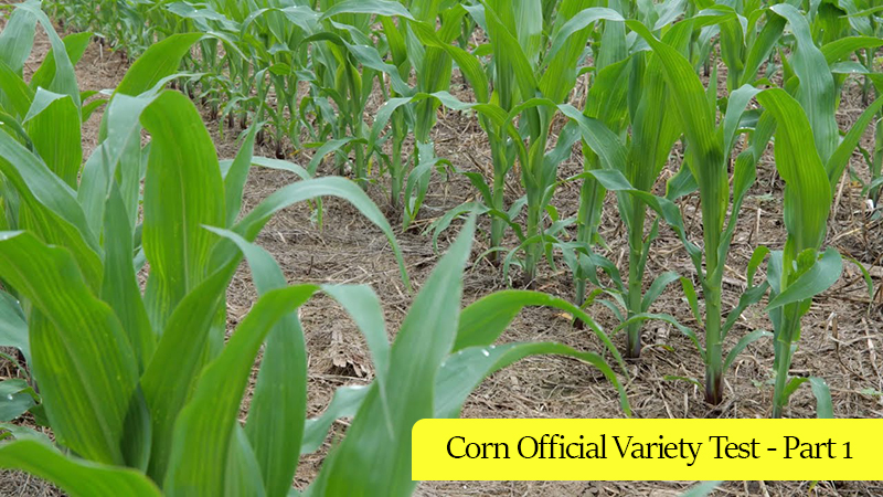 Corn Official Variety Test - Part 1